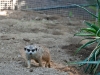 20090502 SanDiegoWildlifePark62.jpg